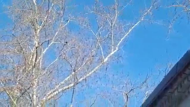 Охота на варон мр512