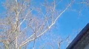 Охота на варон мр512