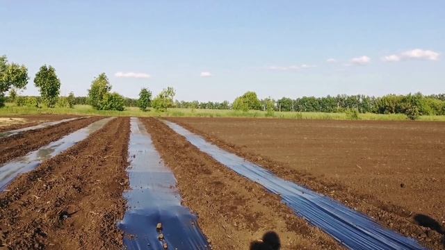 НАЧАЛИ ЗАНИМАТЬСЯ С МУЛЬЧИРУЮЩЕЙ ПЛЁНКОЙ. ДОЖДАЛИСЬ ПЛОДОНОШЕНИЕ ОРЕХОВ. смотреть онлайн