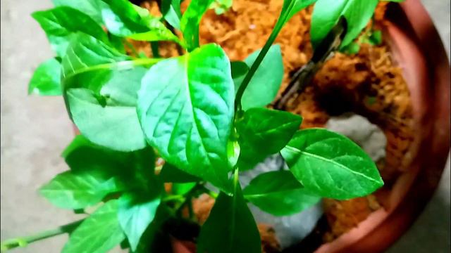 Cómo tener hartos ajíes, CULTIVO DE AJIES EN MACETA. 🤩💚ᴘᴏᴅᴀ ᴅᴇ ꜰᴏʀᴍᴀᴄɪÓɴ 🌶 Sembrando ajÌ en maceta смотреть онлайн