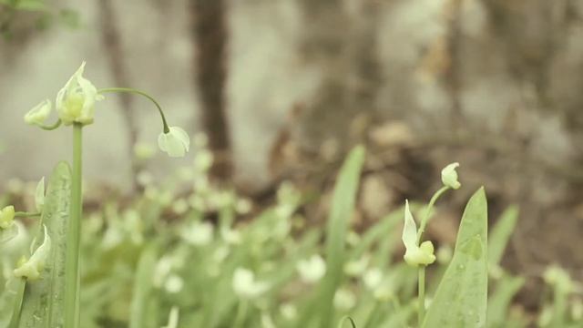 Гениальные стихи о жизни и любви. Послушай до конца! Автор Ирина Самарина-Лабиринт смотреть онлайн