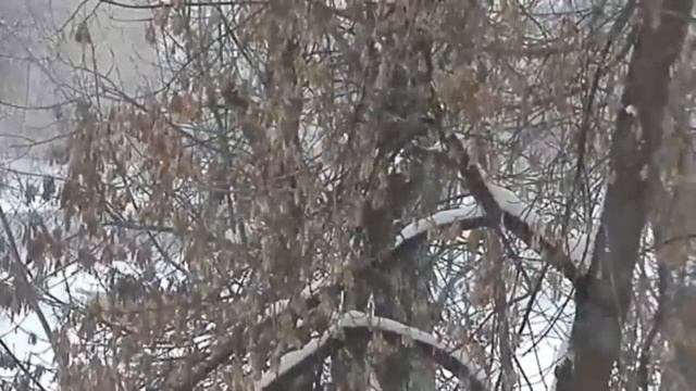 Сборник песен на стихи Полины Чичкань. смотреть онлайн