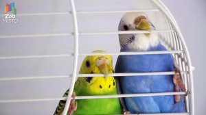 Волнистый попугай - Всё о породе|Попугай породы - Волнистый