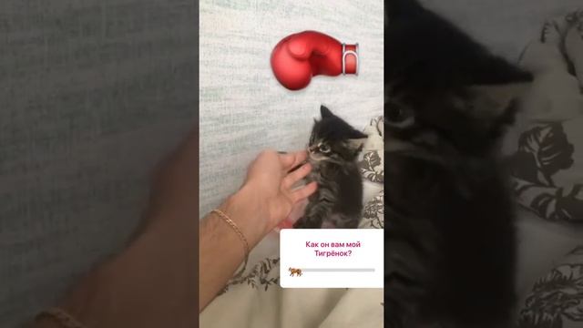 Шок ? в Африке нашли новую разновидность льва альбиноса 2018 смотреть онлайн