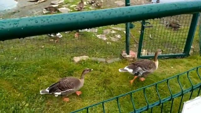 Поход в Ярославский зоопарк смотреть онлайн