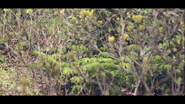 Японский сад в Москве.  モスクワの日本庭園