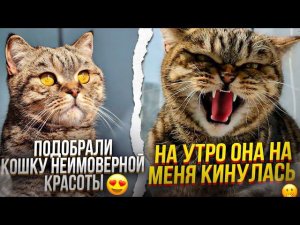 Кошка кричала, ее выкинули на улицу. На утро она была в сильнейшем стрессе. В Конце заговорила.