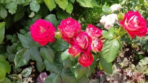 РОЗА ЛЮКСОР (Luxor) Удивительная красавица.