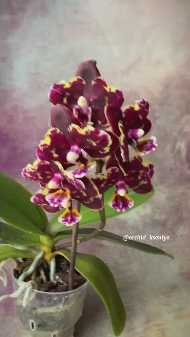 Phal. Brother Sara Gold × Sun Raise Red Proletariat ❤️ Цветение восковой азиатской орхидеи бабочки? смотреть онлайн