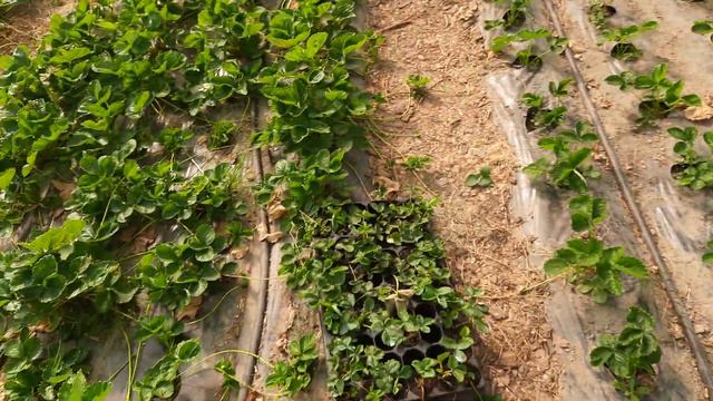 Кассетная рассада 1 месяц после высадки смотреть онлайн