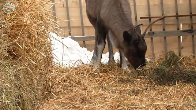 Необыкновенное путешествие оленёнка транзитом через всю Сибирь смотреть онлайн