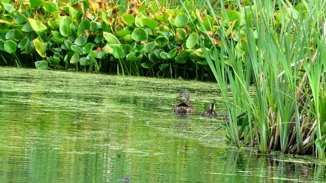 Утиная "ЯЖМАТЬ" Кряква с утятами смотреть онлайн