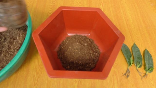 Super easy method to grow allamanda blanchetii from leaves | Clean the air and decorate the house смотреть онлайн