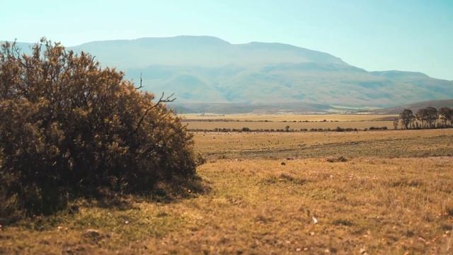 Звуки животных / Звуки Жирафа / Звуки животных +для детей смотреть онлайн