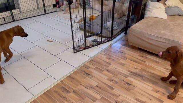 Родезийский Риджбек Анжела 🌟Переезд нашей звезды