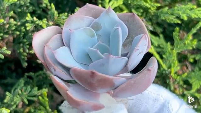 Dusty Rose смотреть онлайн