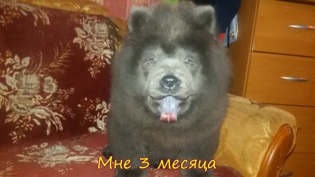 Щенок Чау-Чау голубого окраса (1 - 5 мес) смотреть онлайн