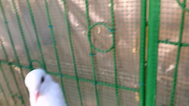 ГОЛУБЬ лентяй ушёл в подарок / Gave a dove смотреть онлайн