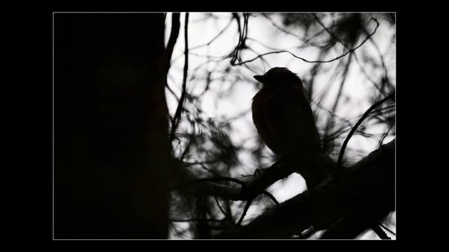 Stay creative by improvising - Wildlife Photography in Poland | PART 2 смотреть онлайн