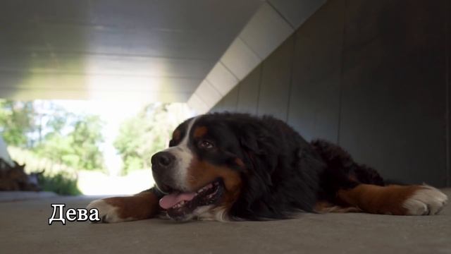 Какая порода собак подходит вам по знаку Зодиака смотреть онлайн