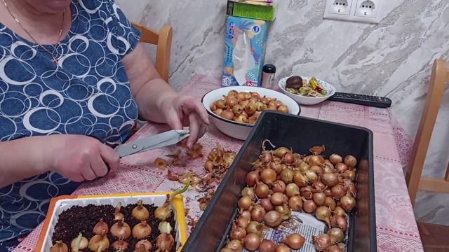 Как сохранить лук до посадки смотреть онлайн