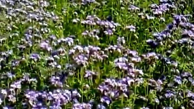 Медоносы.Фацелия цветет. смотреть онлайн