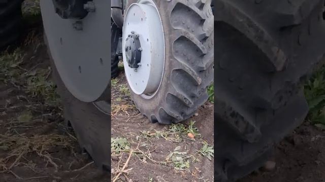 ??? Уборочная 2022 года сорт картофеля Ред Скарлет. смотреть онлайн