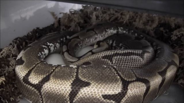 Time Lapse of Ball Python Laying Eggs смотреть онлайн
