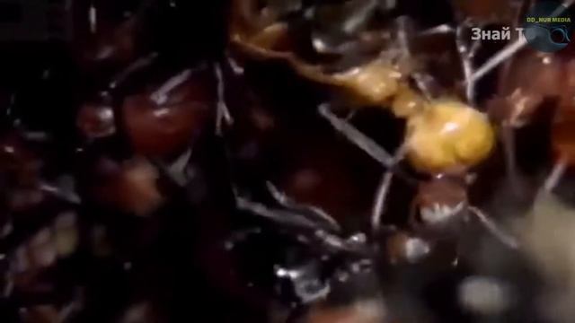 Чуда муравья в Коране смотреть онлайн