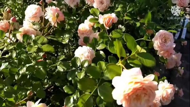 Роза Elizabeth Stuart, роза для каждого сада. смотреть онлайн