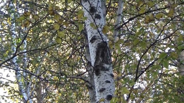 Охота на рябчика на манок Чемпион. Самец рябчика и самка рябчика CZ455 .22lr смотреть онлайн