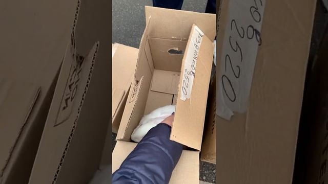 КРОЛИКИ БЕЛЫЙ ПАННОН смотреть онлайн