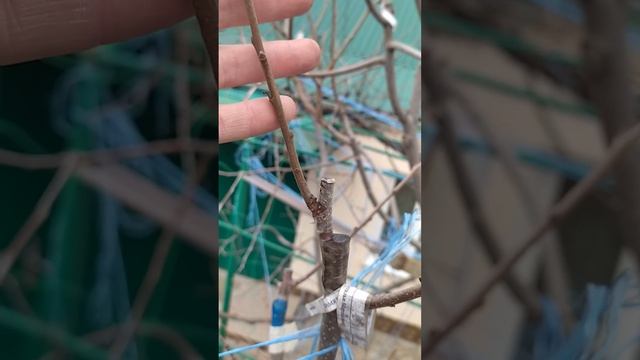 Многосортовое дерево хурмы в зимний период. г. Николаев. смотреть онлайн