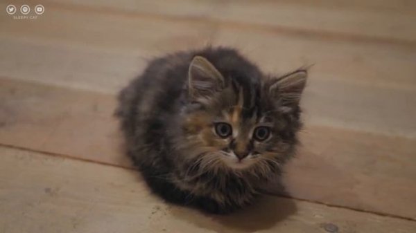 Continuous play music to relieve cat's stress - relaxing, cat favorite music, relaxing sleep music