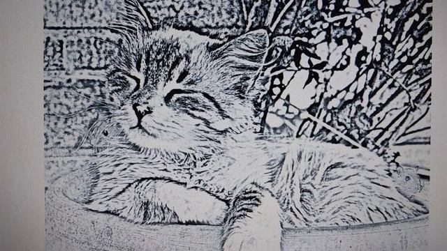 Тест на зрительное восприятие: сколько мышат вы видите рядом с котенком? смотреть онлайн