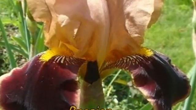 Ирисовая сказка.wmv смотреть онлайн