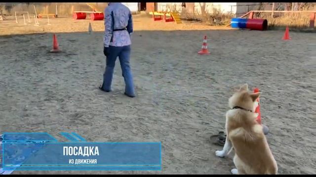 Дрессировка щенка Акита-ину. Иваново Кинологическая площадка смотреть онлайн