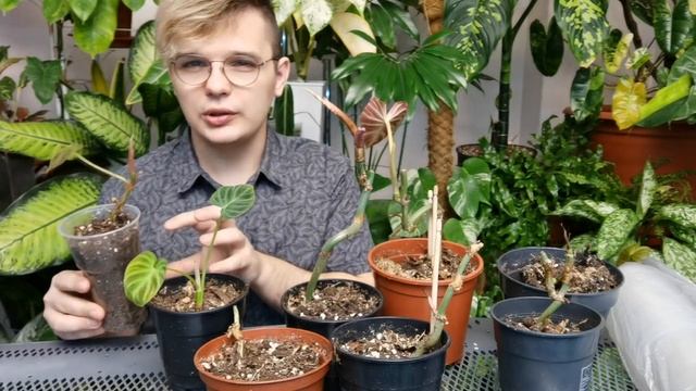 ?ИХ ВЫКИНУЛИ!!! Срочная реанимация Редкого Филодендрона смотреть онлайн
