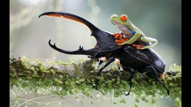 Вы прямо сейчас находитесь в нужном месте Аудиокнига 🍀БЕСПЛАТНЫЙ ПСИХОТЕРАПЕВТ [Роберт Адамс ] смотреть онлайн