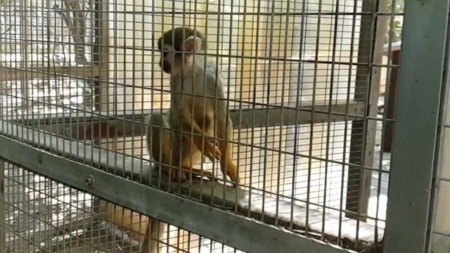 Зоопарк в Кирьят Моцкине "Хай Парк" Израиль// увидели ручного лемура смотреть онлайн