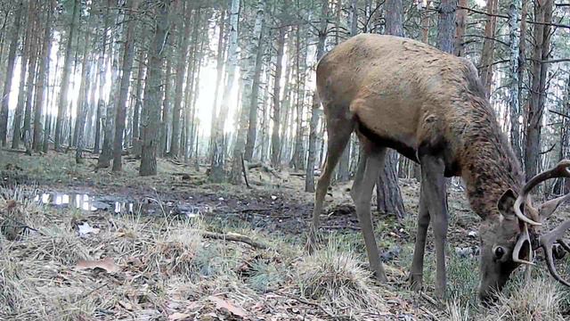 Лось и олень смотреть онлайн