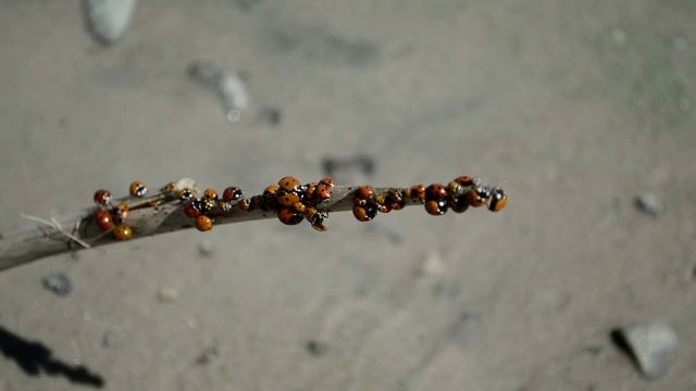 Скопление божьих коровок смотреть онлайн