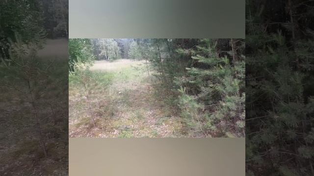 Лето2023. Первые грибы.#отдых