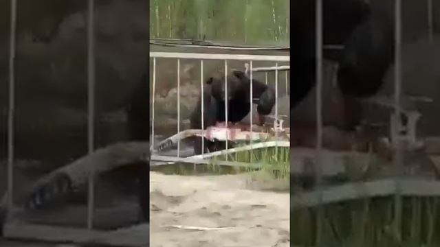 МЕДВЕДЬ - нефтяник! смотреть онлайн