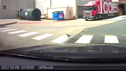 Птичка переходит дорогу по зебре смотреть онлайн