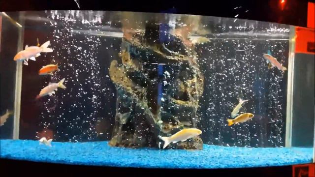 Океанариум в поселке курорта Джубга смотреть онлайн