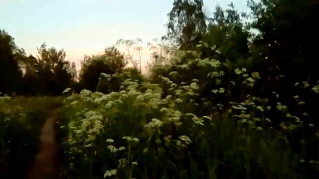 Как трава растет. Трын Трава Видео. Ответы Онлайн ivacademy смотреть онлайн