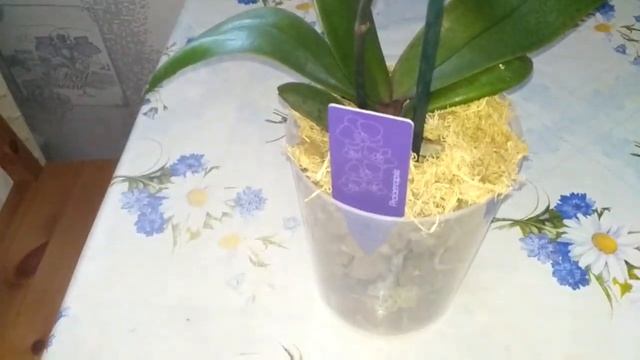 Первый полив орхидеи Манхеттен в закрытой системе + керамзит смотреть онлайн
