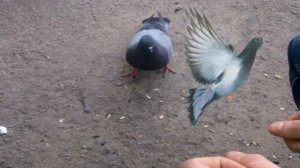Приручить голубя