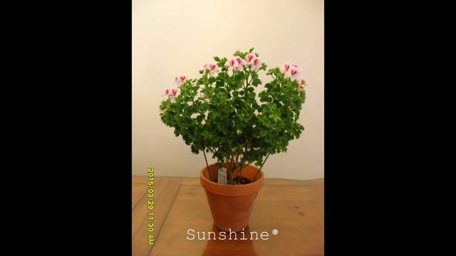 41. Mrs GH Smith 1, 미시즈 스미스 Angel Pelargonium